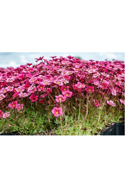 Камень Марто Роуз розовые цветы на тонких стеблях